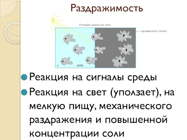 Раздражимость Реакция на сигналы среды Реакция на свет (уползает), на мелкую пищу,