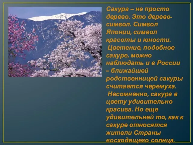 Сакура – не просто дерево. Это дерево-символ. Символ Японии, символ красоты и