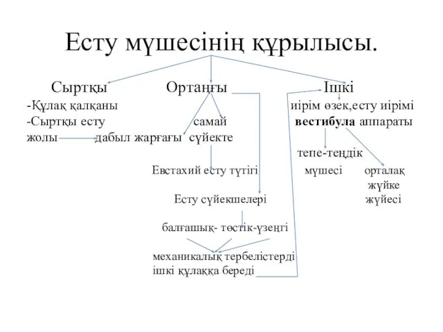 Есту мүшесінің құрылысы. Сыртқы Ортаңғы Ішкі -Құлақ қалқаны иірім өзек,есту иірімі -Сыртқы