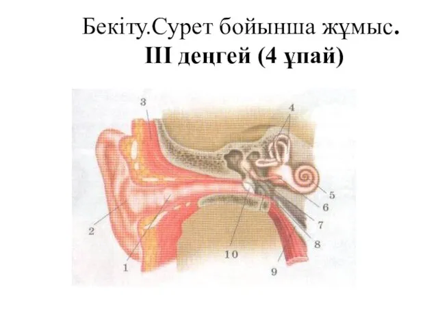 Бекіту.Сурет бойынша жұмыс. III деңгей (4 ұпай)