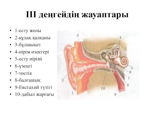 III деңгейдің жауаптары 1-есту жолы 2-құлақ қалқаны 3-бұлшықет 4-иірім өзектері 5-есту иірімі