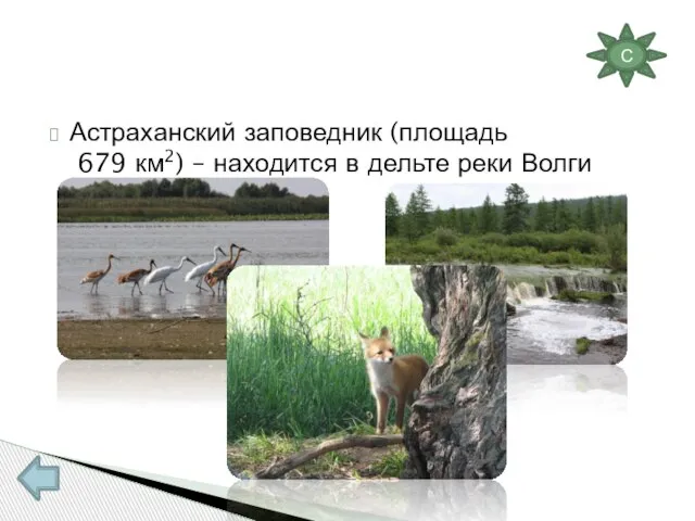 Астраханский заповедник (площадь 679 км2) – находится в дельте реки Волги С