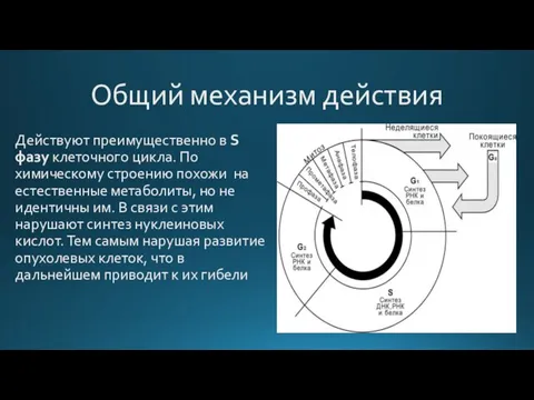 Общий механизм действия Действуют преимущественно в S фазу клеточного цикла. По химическому