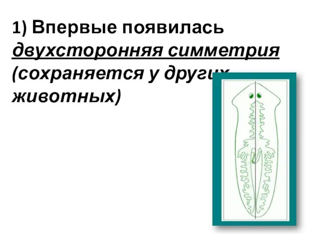 1) Впервые появилась двухсторонняя симметрия (сохраняется у других животных)