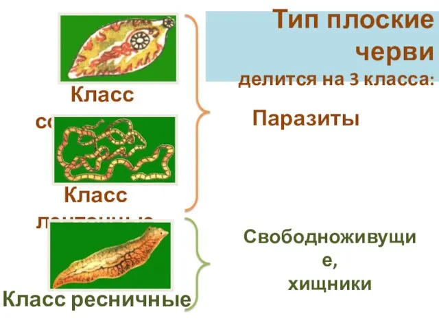 Паразиты Тип плоские черви делится на 3 класса: Свободноживущие, хищники