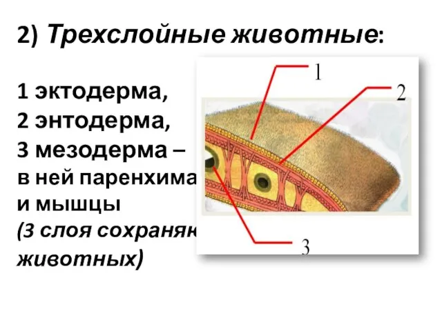 2) Трехслойные животные: 1 эктодерма, 2 энтодерма, 3 мезодерма – в ней