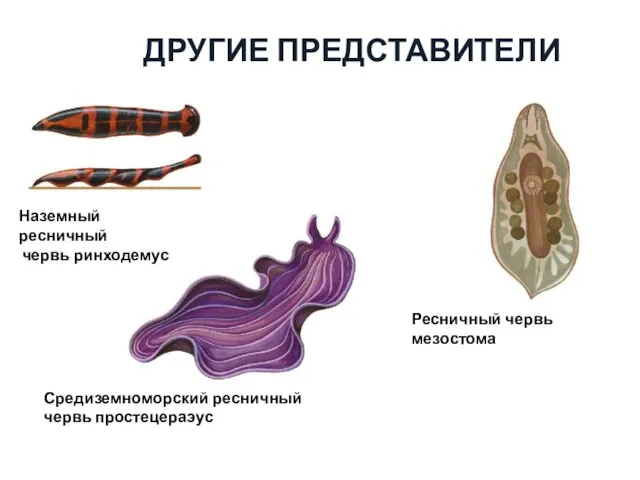 ДРУГИЕ ПРЕДСТАВИТЕЛИ Наземный ресничный червь ринходемус Ресничный червь мезостома Средиземноморский ресничный червь простецераэус