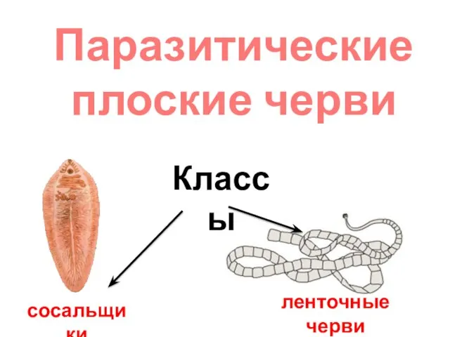 Паразитические плоские черви Классы сосальщики ленточные черви