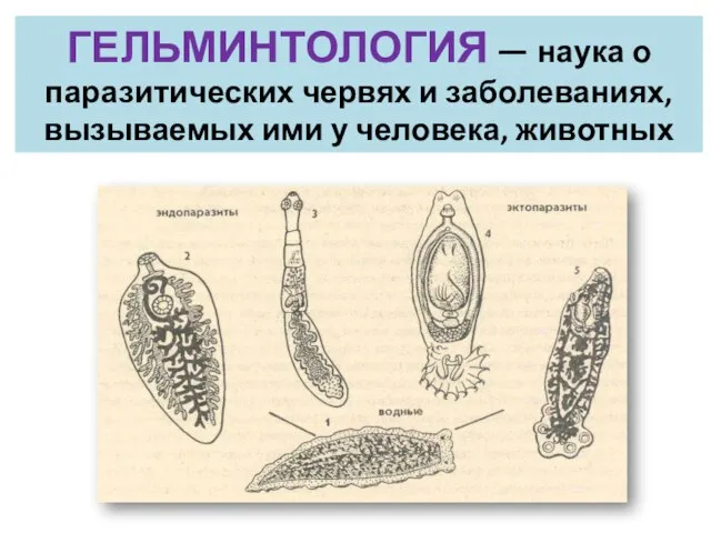 ГЕЛЬМИНТОЛОГИЯ — наука о паразитических червях и заболеваниях, вызываемых ими у человека, животных