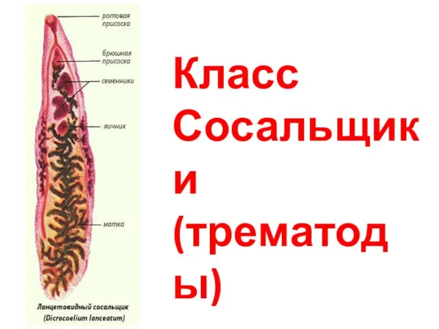 Класс Сосальщики (трематоды)