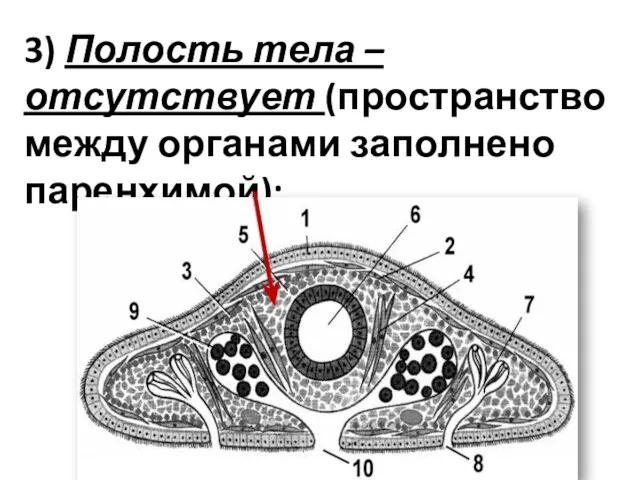 3) Полость тела – отсутствует (пространство между органами заполнено паренхимой);