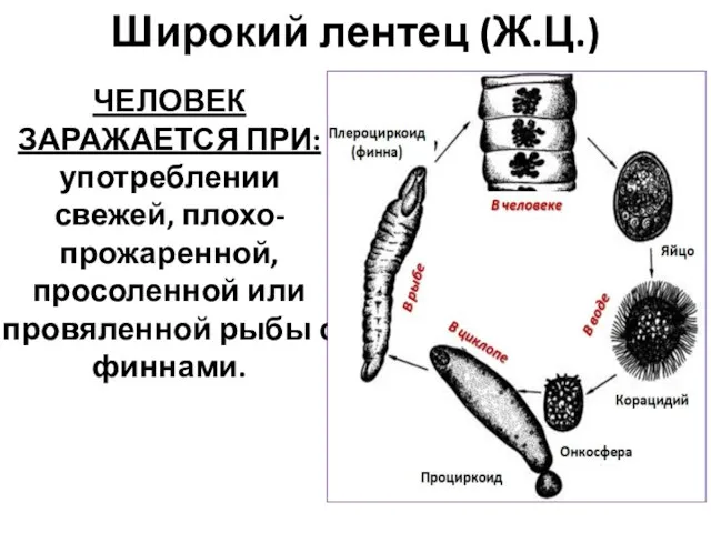 Широкий лентец (Ж.Ц.) ЧЕЛОВЕК ЗАРАЖАЕТСЯ ПРИ: употреблении свежей, плохо-прожаренной, просоленной или провяленной рыбы с финнами.