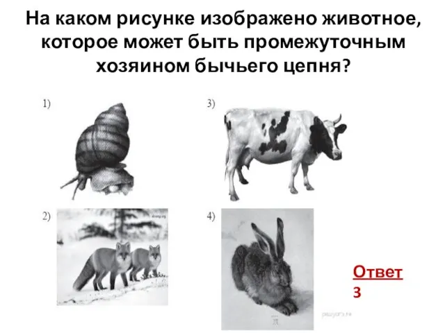 На каком рисунке изображено животное, которое может быть промежуточным хозяином бычьего цепня? Ответ 3