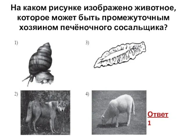 На каком рисунке изображено животное, которое может быть промежуточным хозяином печёночного сосальщика? Ответ 1