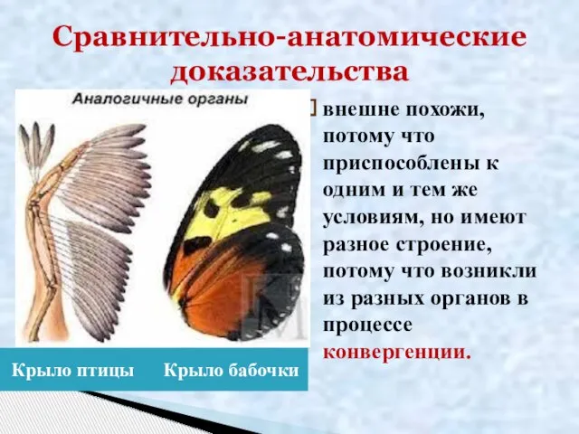 Сравнительно-анатомические доказательства Крыло птицы Крыло бабочки внешне похожи, потому что приспособлены к