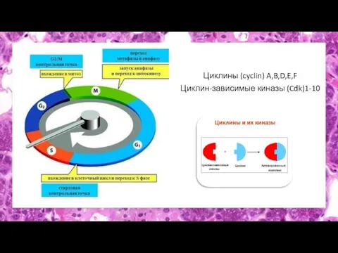 Циклины (cyclin) A,B,D,E,F Циклин-зависимые киназы (Cdk)1-10
