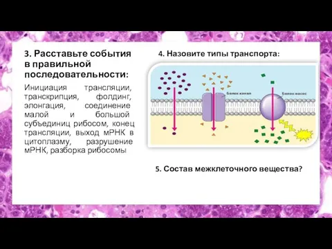 3. Расставьте события в правильной последовательности: Инициация трансляции, транскрипция, фолдинг, элонгация, соединение