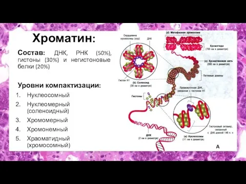 Хроматин: Состав: ДНК, РНК (50%), гистоны (30%) и негистоновые белки (20%) Уровни
