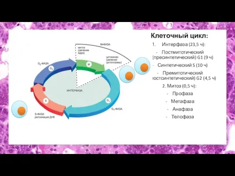 Клеточный цикл: Интерфаза (23,5 ч): Постмитотический (пресинтетический) G1 (9 ч) Синтетический S