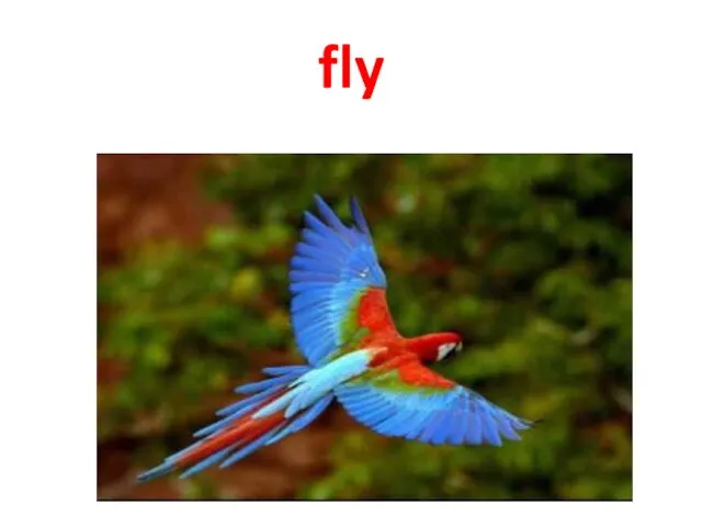 fly