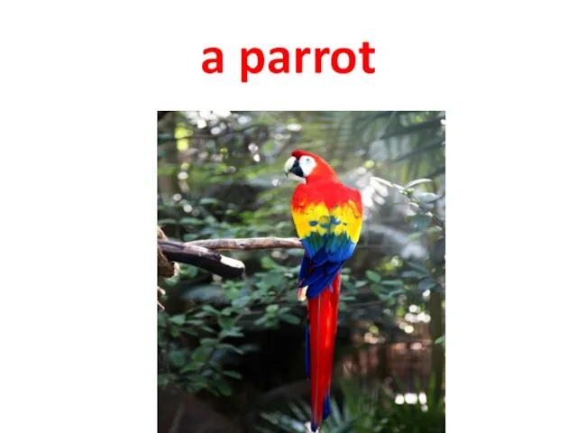 a parrot