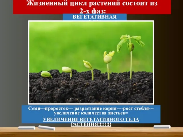 Жизненный цикл растений состоит из 2-х фаз: ВЕГЕТАТИВНАЯ ФАЗА Семя---проросток--- разрастание корня----рост