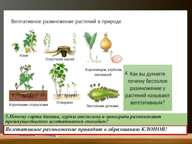 4. Вегетативное размножение приводит к образованию КЛОНОВ! 5.Почему сорта банана, хурмы апельсина