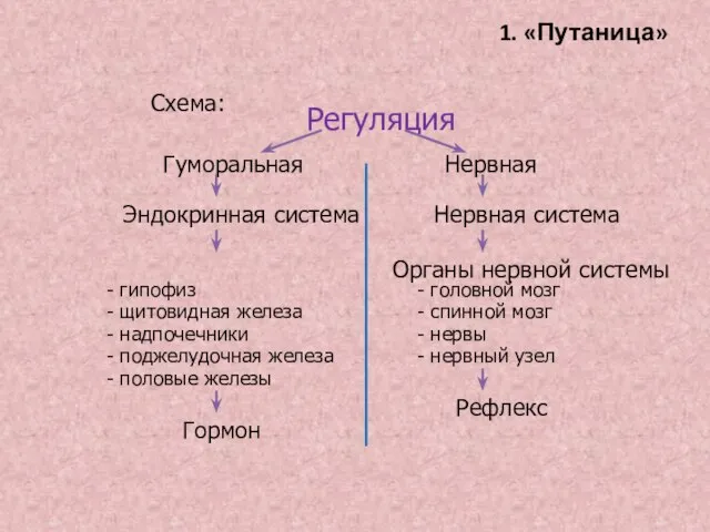 1. «Путаница» Схема: Регуляция Гуморальная Нервная Эндокринная система Нервная система Органы нервной