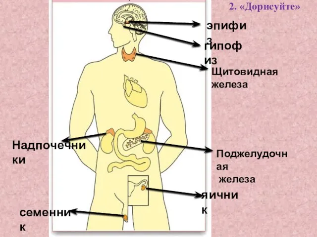 гипофиз эпифиз Щитовидная железа Надпочечники Поджелудочная железа яичник семенник 2. «Дорисуйте»