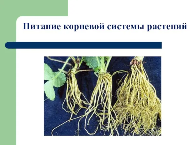 Питание корневой системы растений