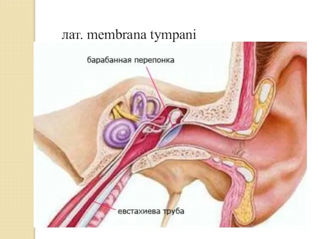 лат. membrana tympani