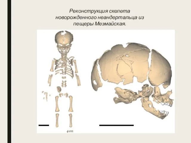 Реконструкция скелета новорожденного неандертальца из пещеры Мезмайская.