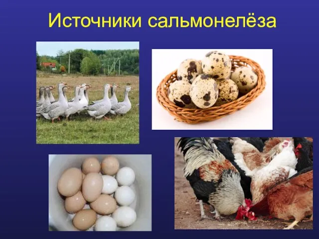 Источники сальмонелёза