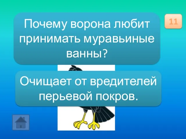 Почему ворона любит принимать муравьиные ванны? 11 Очищает от вредителей перьевой покров.