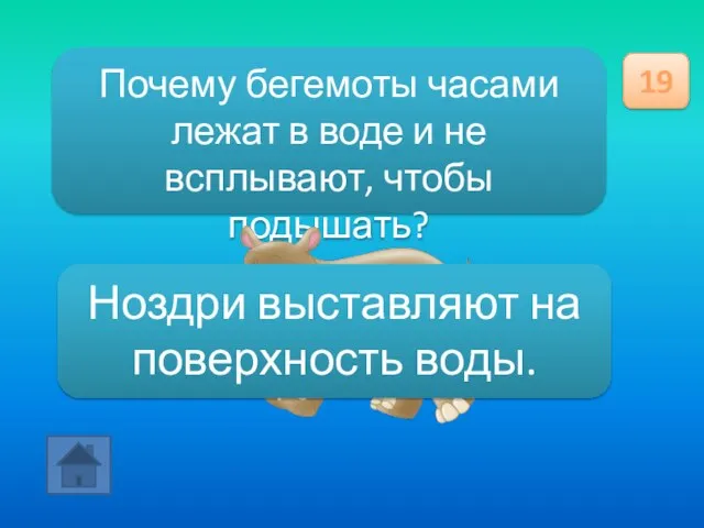 Почему бегемоты часами лежат в воде и не всплывают, чтобы подышать? 19