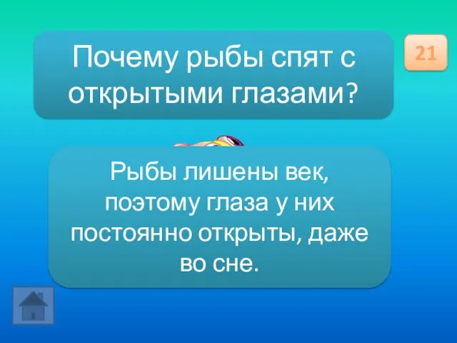 Почему рыбы спят с открытыми глазами? 21 Рыбы лишены век, поэтому глаза