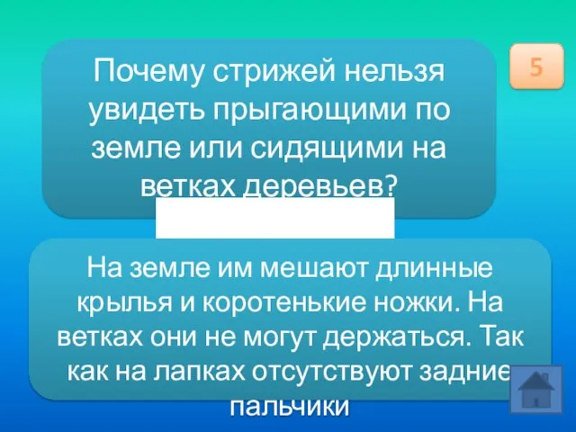 Почему стрижей нельзя увидеть прыгающими по земле или сидящими на ветках деревьев?