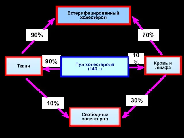 Пул холестерола (140 г) Свободный холестерол Естерифицированный холестерол Ткани Кровь и лимфа