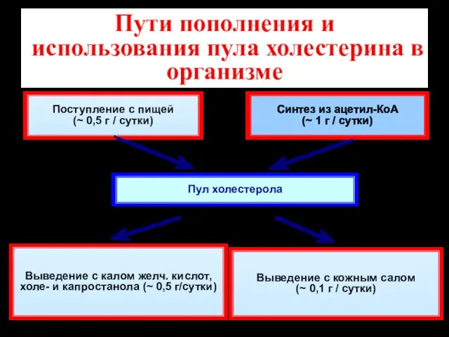 Пути пополнения и использования пула холестерина в организме Пул холестерола Поступление с