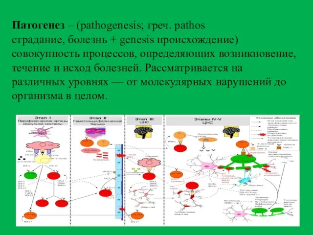 Патогенез – (pathogenesis; греч. pathos страдание, болезнь + genesis происхождение) совокупность процессов,