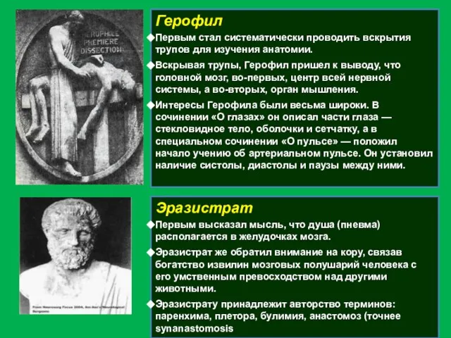 Герофил Первым стал систематически проводить вскрытия трупов для изучения анатомии. Вскрывая трупы,