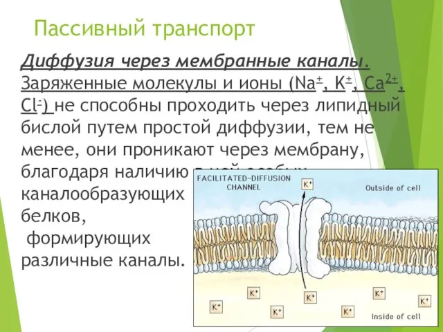 Пассивный транспорт Диффузия через мембранные каналы. Заряженные молекулы и ионы (Na+, K+,