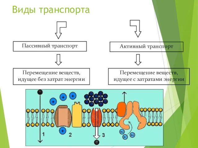 Пассивный транспорт Активный транспорт Перемещение веществ, идущее без затрат энергии Перемещение веществ,