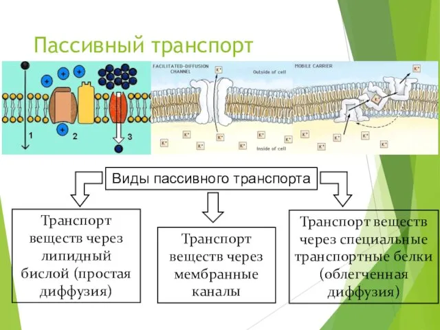 Пассивный транспорт Виды пассивного транспорта Транспорт веществ через липидный бислой (простая диффузия)