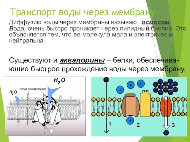 Транспорт воды через мембрану Диффузию воды через мембраны называют осмосом. Вода, очень