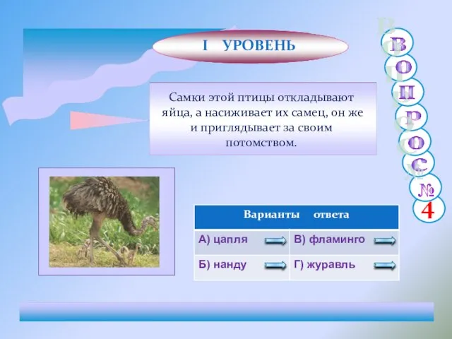 Самки этой птицы откладывают яйца, а насиживает их самец, он же и