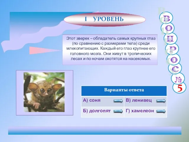 Этот зверек – обладатель самых крупных глаз (по сравнению с размерами тела)