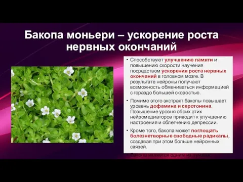 Бакопа моньери – ускорение роста нервных окончаний Способствуют улучшению памяти и повышению