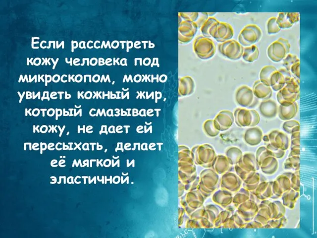 Если рассмотреть кожу человека под микроскопом, можно увидеть кожный жир, который смазывает