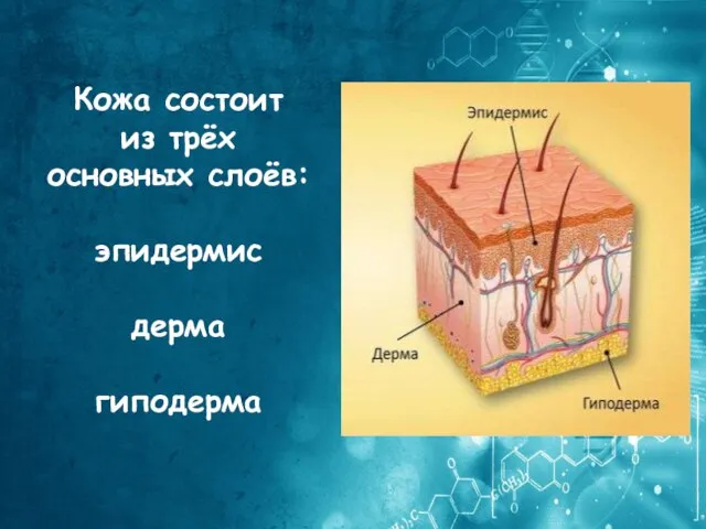 Кожа состоит из трёх основных слоёв: эпидермис дерма гиподерма